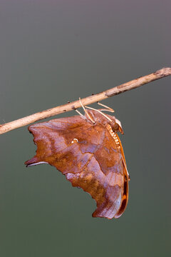 03392-009.12 Question Mark (Polygonia interrogationis)  Marion Co. IL
