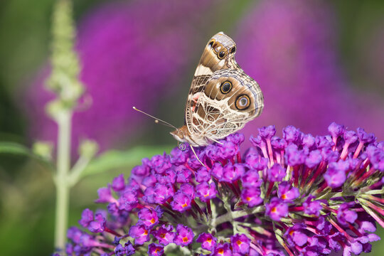 03405-00502 American Lady Butterfly (Vanessa virginiensis) on Butterfly Bush (Buddleia davidii), Marion Co., IL
