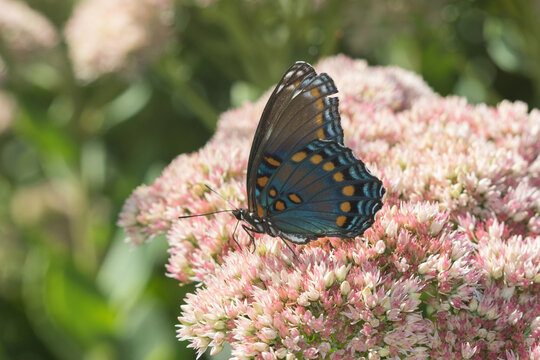 03418-01008 Red-spotted Purple (Limenitis arthemis) on Joe Pye Weed (Eutrochium purpureum) Marion Co. IL
