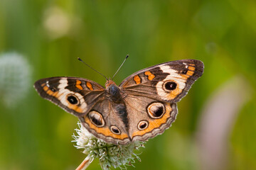 03411-011.10 Common Buckeye Butterfly (Junonia coenia) on Rattlesnake Master (Eryngium yuccifolium) Marion Co., IL © Daybreak Imagery