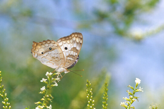 03414-00215 White Peacock  butterfly (Anartia jatrophae)  NABA Butterfly Park, Mission, TX