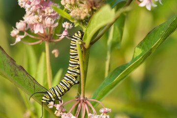 Fototapeta premium 03536-046.17 Monarch (Danaus plexippus) caterpillar on Swamp Milkweed (Asclepias incarnata) Marion Co. IL