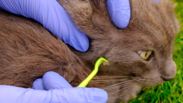 tick on a cat. Selective focus.