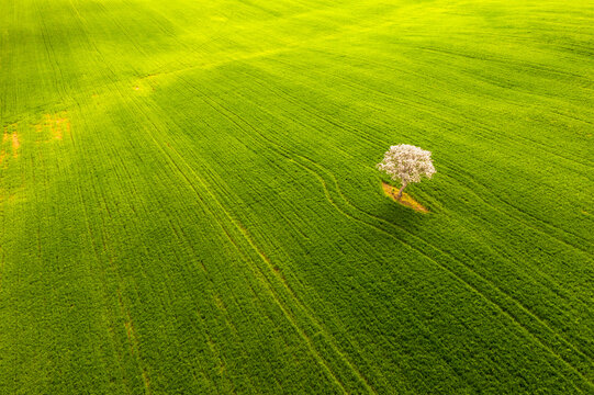 Single flowering tree stands in a vast green spring landscape, capturing the essence of nature tourism and peaceful exploration in Val d'Orcia, Pienza, Tuscany, Italy.
