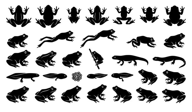 Modern frog silhouette collection with amphibian wildlife top view vector illustrations