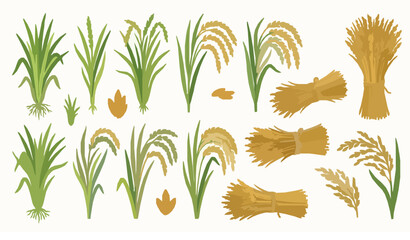 Obraz premium Trendy rice plant vector bundle with grain field harvest and paddy agriculture illustration set