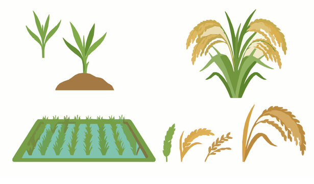 Rice plant harvest vector set with grain field and paddy agriculture illustration collection