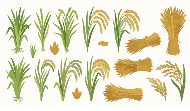 Trendy rice plant vector bundle with grain field harvest and paddy agriculture illustration set