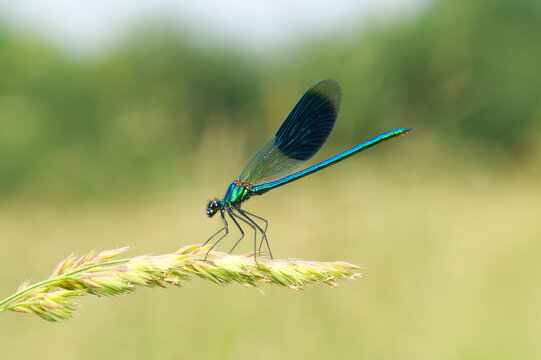 Isolated close-up of a beautiful banded demoiselle male on a grass flower | Calopteryx splendens