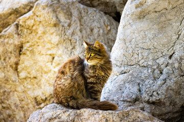 Side profile portrait of a fluffy stray tabby cat sitting alertly on large textured coastal rocks under bright daylight. © Selim Aysolmaz