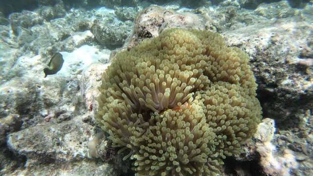 Tomato clownfish and Maldive anemonefish, an anemonefishes found in the northern Indian Ocean, Maldives, they sway due to a strong wave motion.