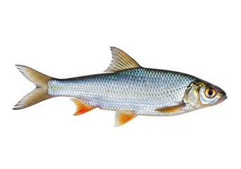 Obraz premium Fresh rainbow trout fish swimming in clear water