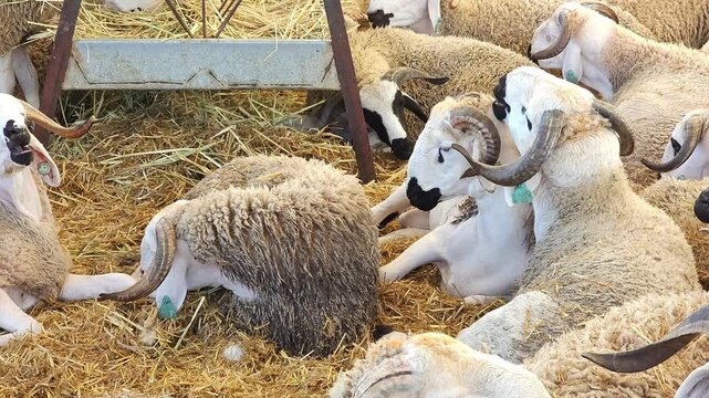 A close-up video of a group of rams and sheep crowded together in a livestock market or farm pen, standing on straw bedding. Some animals have identification ear tags. 