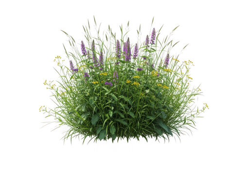 Green ornamental grass plant in natural setting