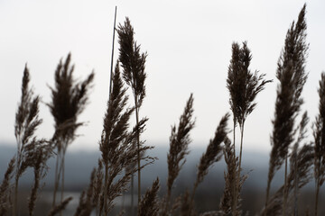 Obraz premium Wild Grass Plants in Natural Outdoor Setting