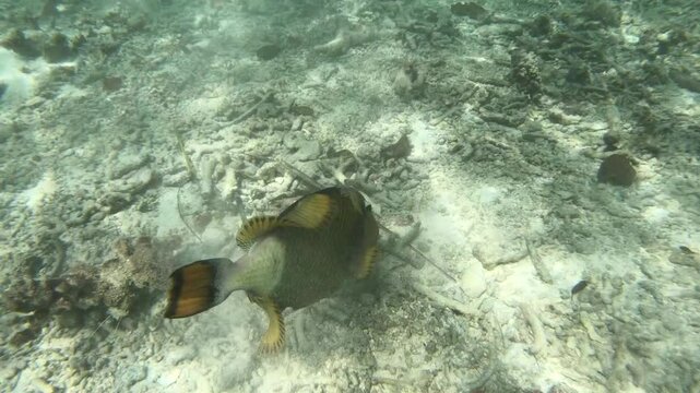 Though titan triggerfish are usually wary of divers and snorkelers, females can be territorial and aggressive around their nests during the reproduction season