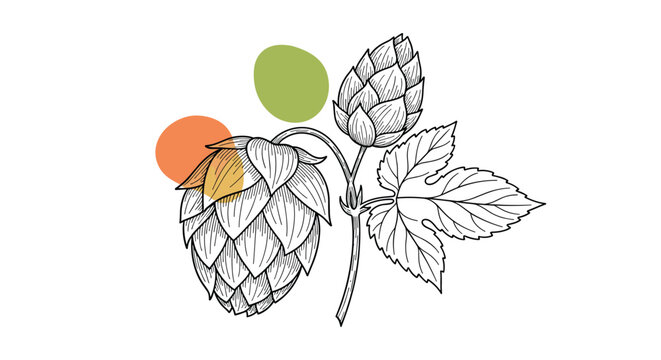 Detailed botanical line drawing of hop cones with leaves is accented with simple orange and green color circles.