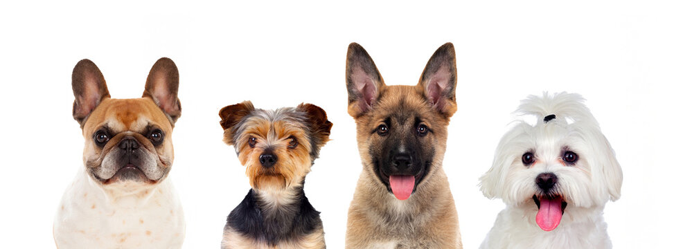 Four Cute Dogs Portrait Isolated on White Background for Pet Care Advertising