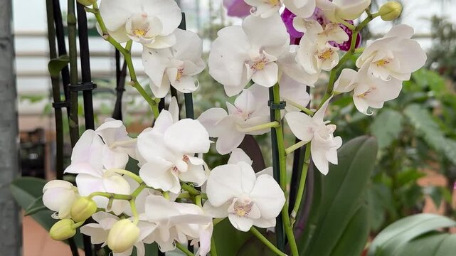 White Phalaenopsis Orchids in greenhouse close-up cascade of blooms and unopened buds on slender stems, lush green leaves, diffused
