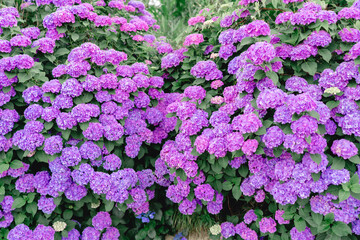 Obraz premium 梅雨に咲く紫色の紫陽花 雨の日の季節を彩る幻想的な初夏の花風景