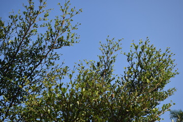 Fototapeta premium Fresh green Terminalia mantaly leaves on layered branches reaching up into a vibrant, clear blue summer sky.