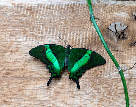 Butterfly on the wood in Papilonia Ostrava.