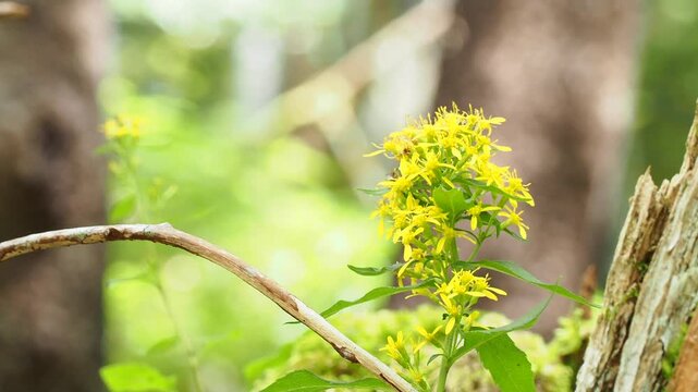 黄色い花の上を歩く昆虫の様子。昆虫のいる自然風景。木漏れ日の差し込んだ森の風景。夏から秋の高山。アキノキリンソウのある景色。
