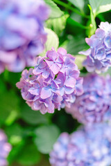 Fototapeta premium 梅雨に咲く紫色の紫陽花 雨の日の季節を彩る幻想的な初夏の花風景