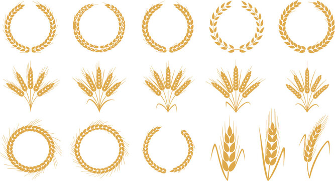 Golden wheat ears and laurel wreaths vector collection for agriculture harvest bakery farm and organic food design