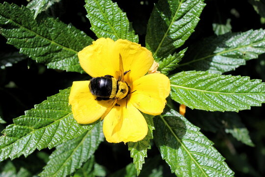Macro Bumblebee on Yellow Flower in Tropical Nature