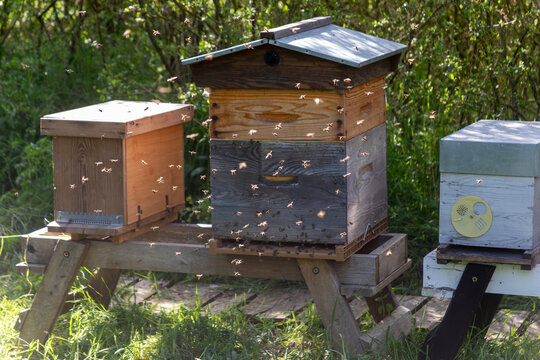 Abeilles en vol devant leur ruche