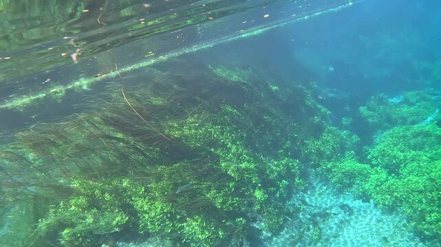 Water Deep Plants Above Turquoise Floor Ambience