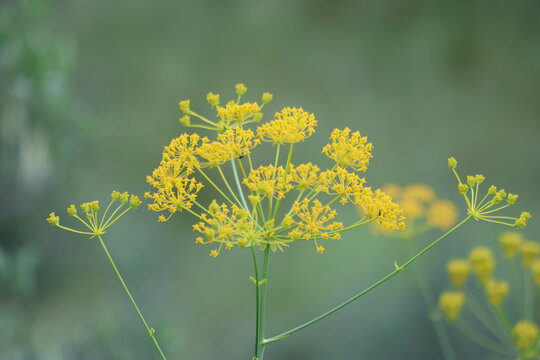 Yellow Ferulago Humilis Flowers Blooming Wild in a Mediterranean Field