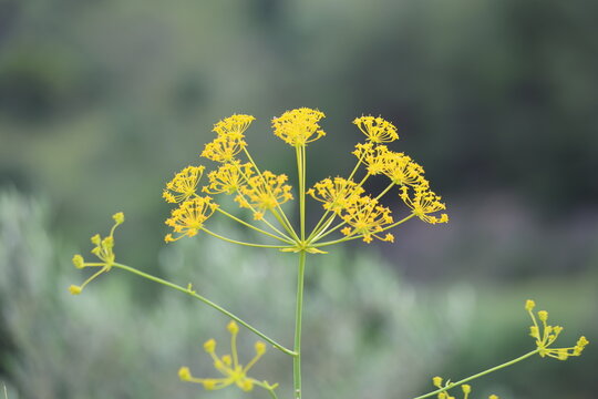 Yellow Ferulago Humilis Flowers Blooming Wild in a Mediterranean Field