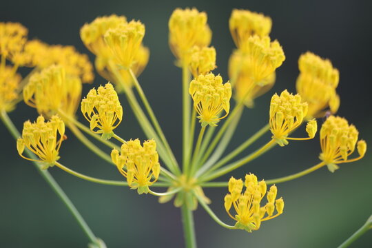 Yellow Ferulago Humilis Flowers Blooming Wild in a Mediterranean Field