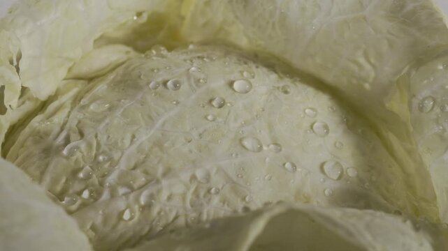 Water drops  on green   savoy cabbage