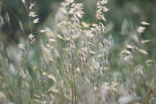 Wild Oat Grass Panicles Swaying Gently in the Wind in a Spring Meadow