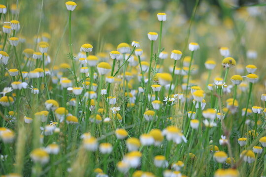 Field of Wild Chamomile Anthemis Cotula Flowers Blooming in Spring Meadow