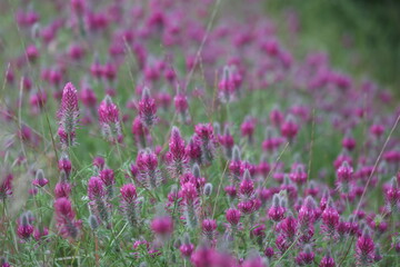 Obraz premium Vibrant Purple Clover Trifolium Purpureum Wildflowers in Beautiful Spring Meadow Close-Up