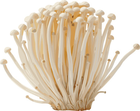 Realistic enoki mushroom bunch vector illustration with long white stems for food cooking and organic ingredient design