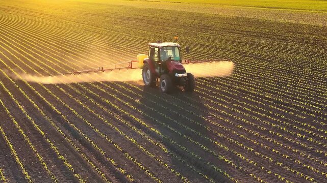Aerial view of crop sprayer working on a corn field at sunset. Spring day beautiful landscape, rural scene. Drone shot of spraying corn to the increase crop yield.