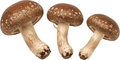 Realistic shiitake mushroom vector illustration with brown caps, textured stems, and edible fungi for cooking design © Prodip