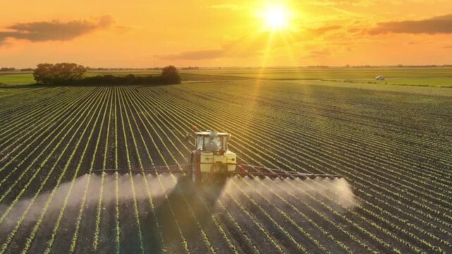 Aerial view of crop sprayer working on a corn field at sunset. Spring day beautiful landscape, rural scene. Drone shot of spraying corn to the increase crop yield.