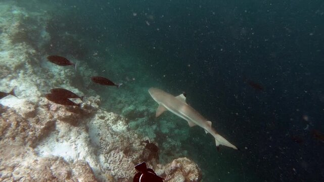 A blacktip shark is huntiong along the reef in the Indian Ocean, Maldives. Scuba diver and coral reef. The blacktip shark (Carcharhinus limbatus) is a species of requiem shark in the family Carcharhin
