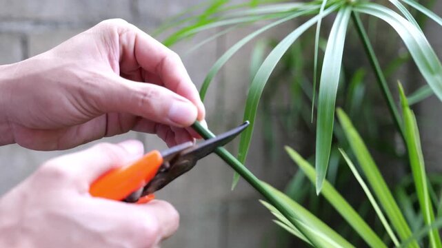 Close-up hands using orange pruning scissors to trim and cut a green plant stem in a garden. Perfect for gardening, horticulture, nature, and plant care concepts.