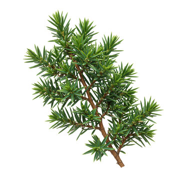 Juniper branch with green needles isolated on transparent background