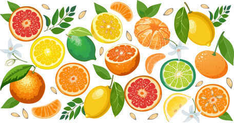 Illustration with a collection of citrus fruits.Color vector illustration with whole and sliced ​​citrus fruits on transparent background. © Инна Федорова