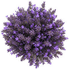 Obraz premium Top view of lavender flower arrangement isolated on transparent background