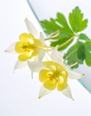 Fototapeta premium Columbine flowers ODAMAKI