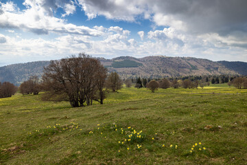 Fototapeta premium Spring Wild Jonquil Meadows in Les Prés-d’Orvin, Bernese Jura, Switzerland (Narcissus jonquilla)